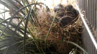 DSCN8518.AVI