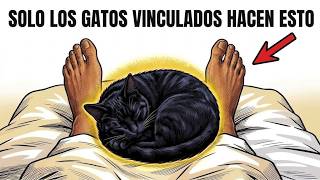 Information 7 Things Cats ONLY Do to the Person They Love Like a Mother Guide