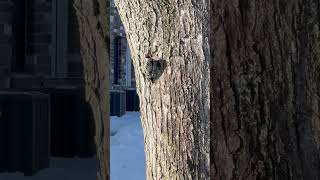Woody Woodpecker #shortswildlife #wildlife #woodpecker