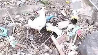 A visit to Anjouan Island in the Indian Ocean