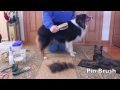 Grooming an Australian Shepherd