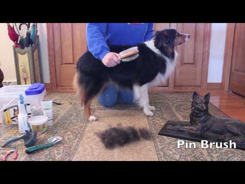 grooming-an-australian-shepherd