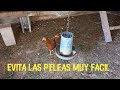Como introducir gallinas nuevas en el gallinero sin peleas ni rechazos