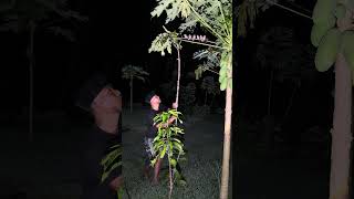 ini orang cerdik sekali cara nangkap burung perkutut #nature #bushcraft #bamboo #fishing #survival
