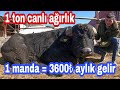 20 KG SÜT VEREN MANDA OLUR MU? AFYONKARAHİSAR MANDA ÇİFTLİĞİNDE MANDA HAYVANINI İNCELEDİK. [GoPro]