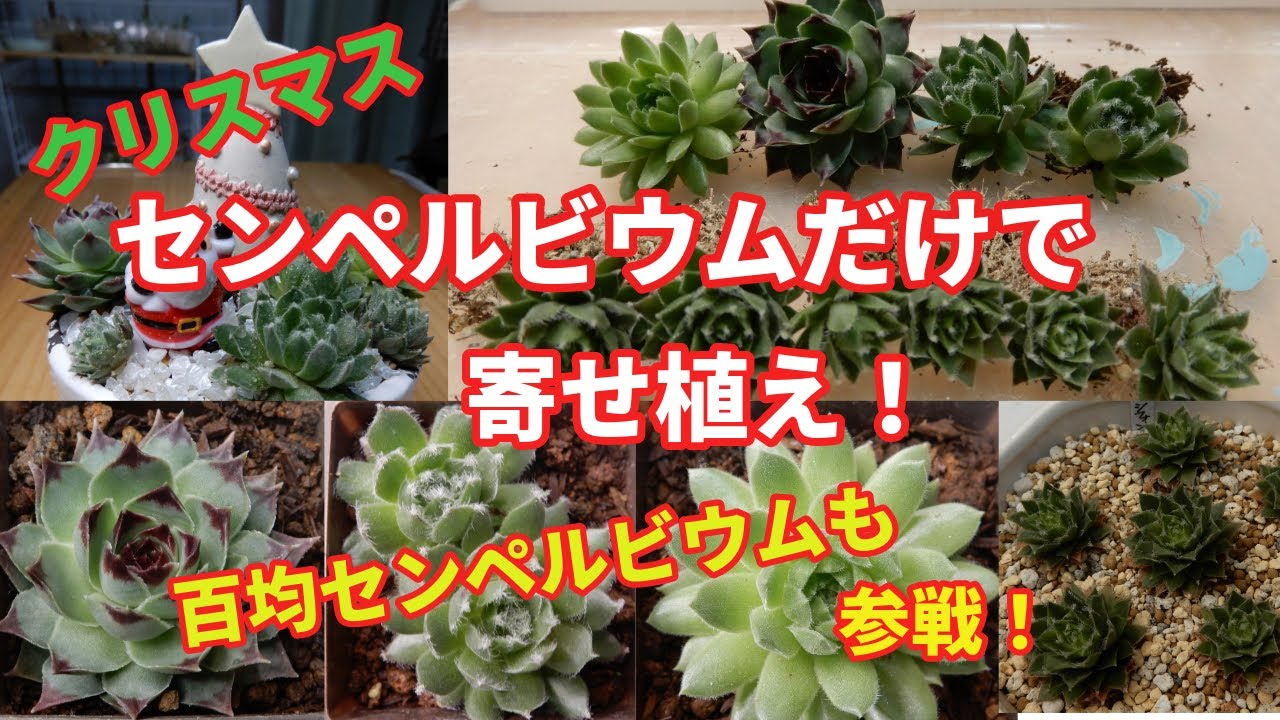 多肉植物Ⅴlog201]クリスマスが近づいてきました！センペルビウムだけ