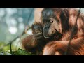 Meet 11weekold orangutan baby bahmi