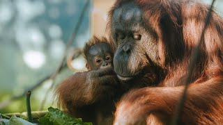 Meet 11-week-old orangutan baby Bahmi!