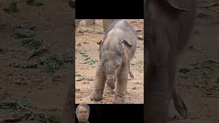 #elephant #adorably #babyelephant #adoreble #babymammal #babyanimal #cuteanimal #funny #cute