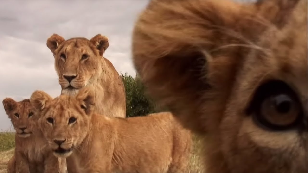 ⁣Cute Lion Cubs Play With Spy Camera | BBC Earth