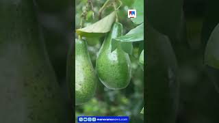 അവക്കാഡോ ഇനി കേരളത്തിനും സ്വന്തം; വേറിട്ട കൃഷി #Avocado #farmer