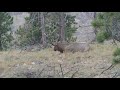 2019 wyoming Archery elk hunt