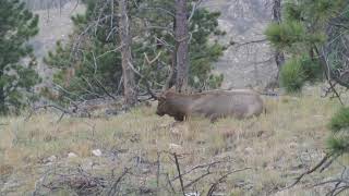 2019 wyoming Archery elk hunt