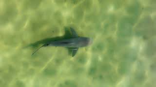 Bull Shark Making Its way through Lagoon, Florida