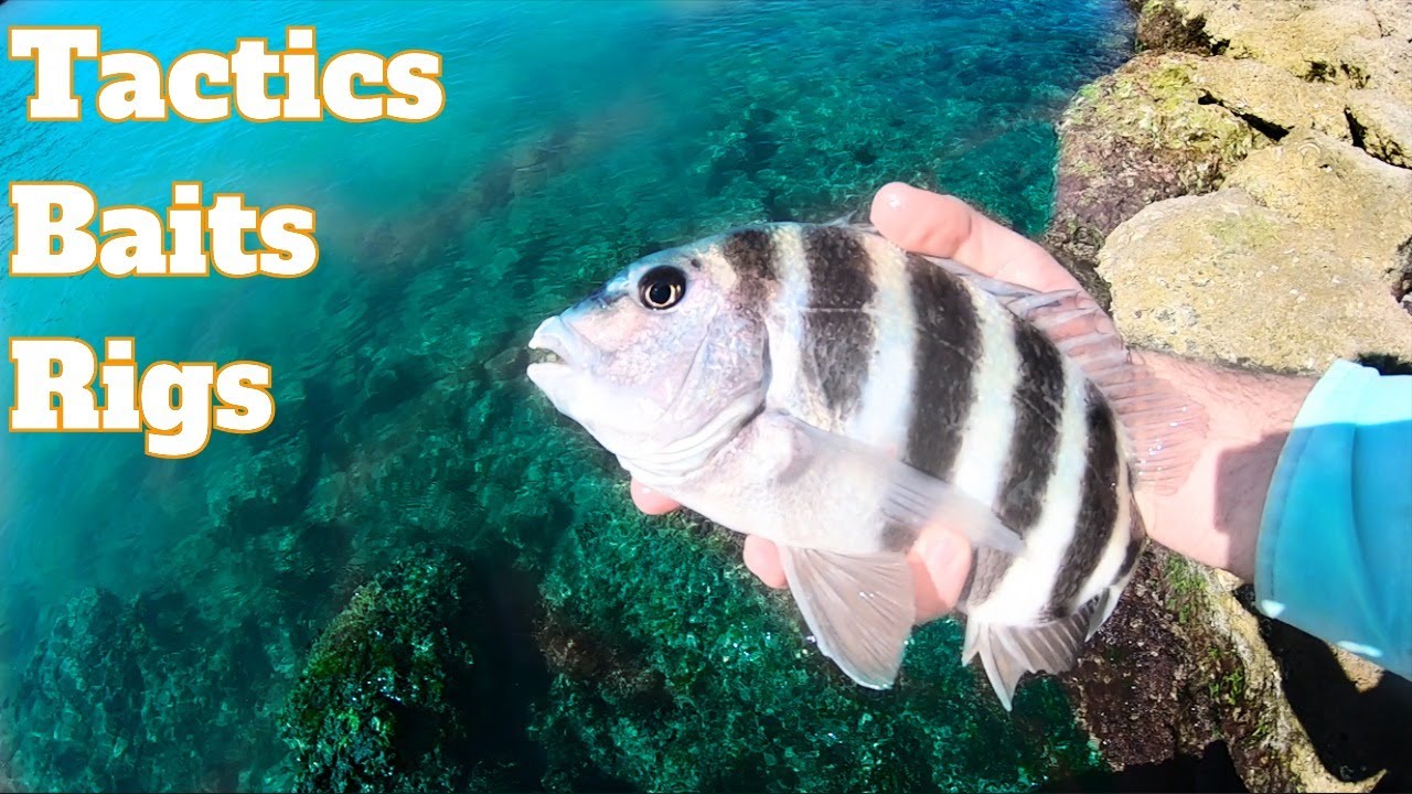 Sheepshead Fishing Tutorial: How To Catch Sheepshead With Live Shrimp