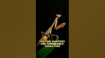 Praying Mantis | The Kung Fu Mantis
