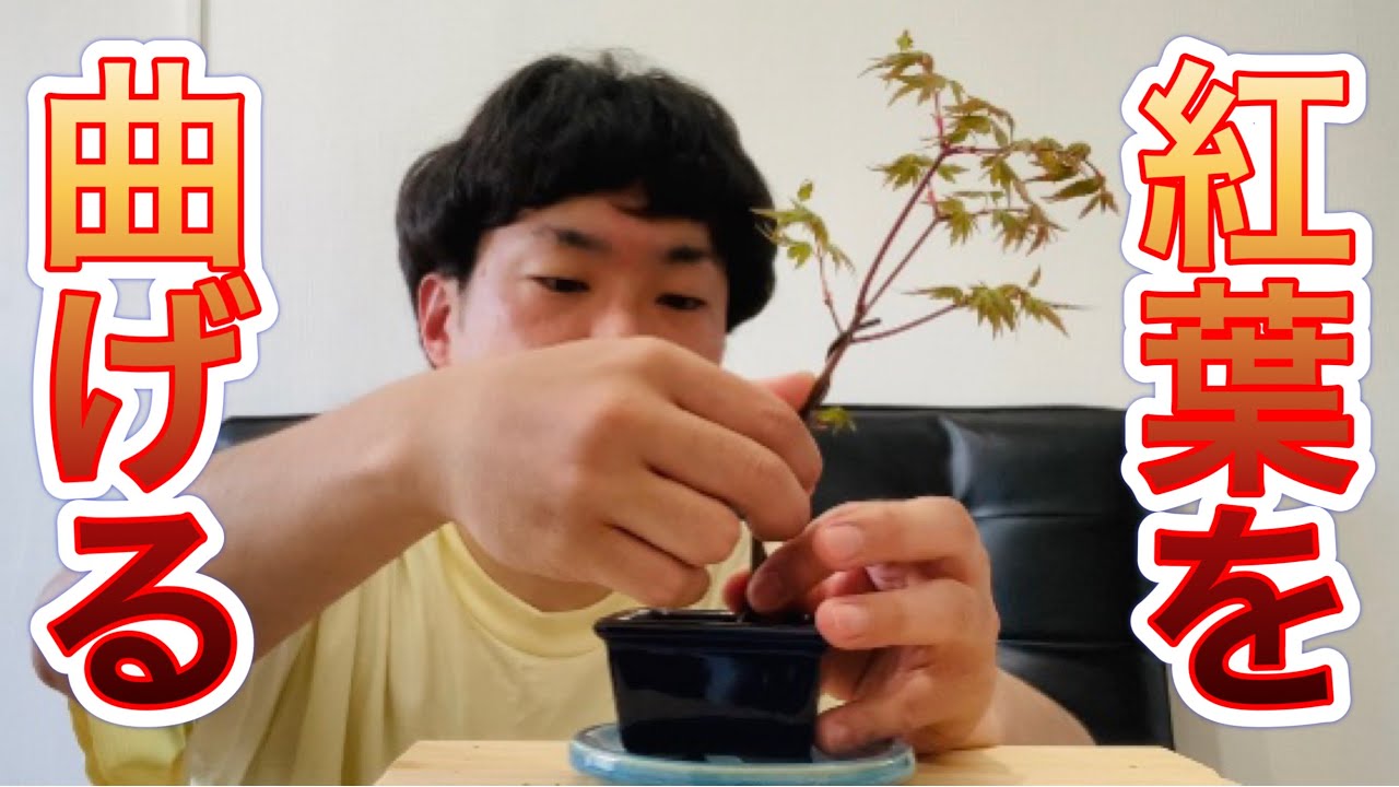 拾ってきた紅葉を曲げる！もみじ盆栽（Maple） - YouTube