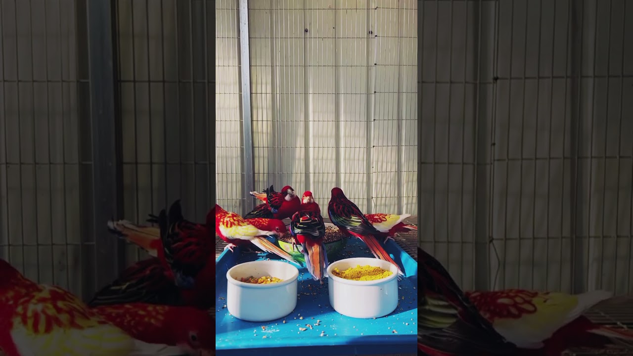 Charming Parrot Shorts: Adorable Avian Antics! 🦜💫 | Jangle Wings TV