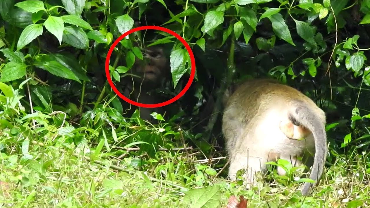 Monkey Fighting | Who Fighting With Leader Monkey Look So Big Monkey Too