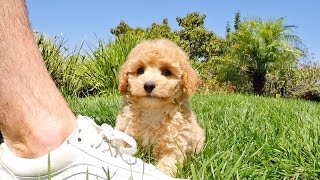 Jack the Playful Cavapoo Hybrid Male Puppy For Sale in Southern California