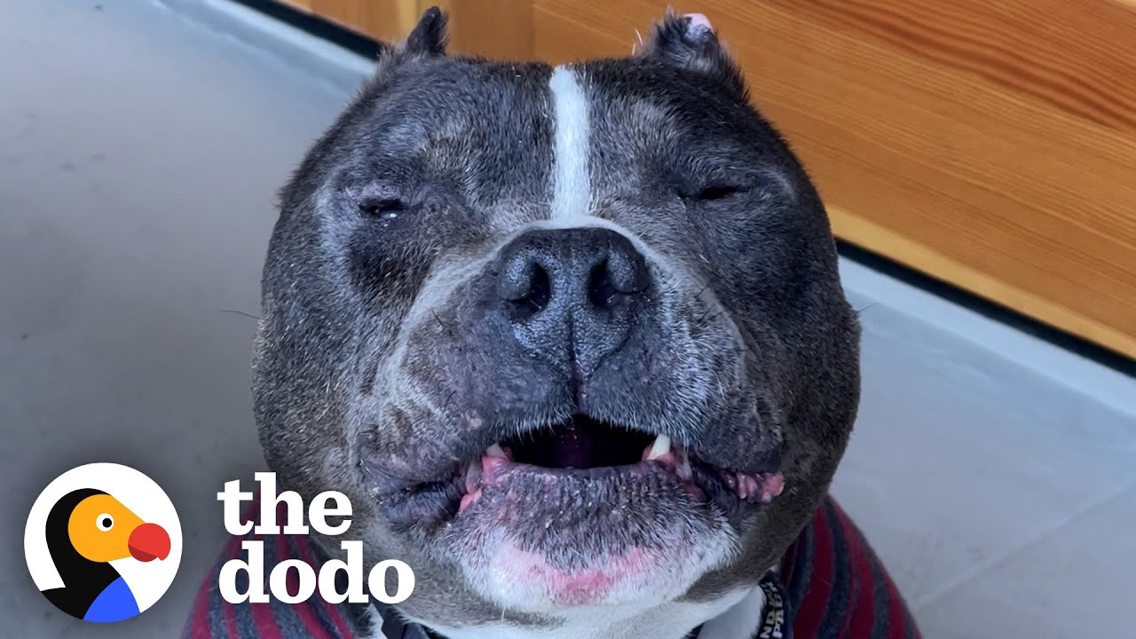 This 14-Year-Old Pittie Is Aging Backwards - The Dodo