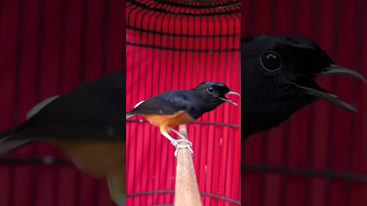 Mewah banget materi banyak vokal keras full set cuma 4500 aja ((Jonath mhjr 083811833431)