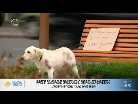 როგორ უნდა მოხდეს ქუჩაში დარჩენილ ცხოველთა მონიტორინგი