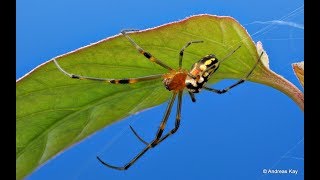 Colorful Orb Weaver from Ecuador