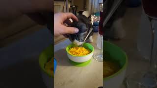 Cat eating Mac and cheese