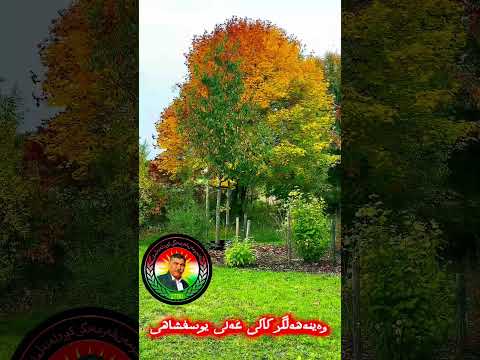 هوورەچڕ ساحب سەبک گوران نەمر خاڵو سەیمرای مورادی
