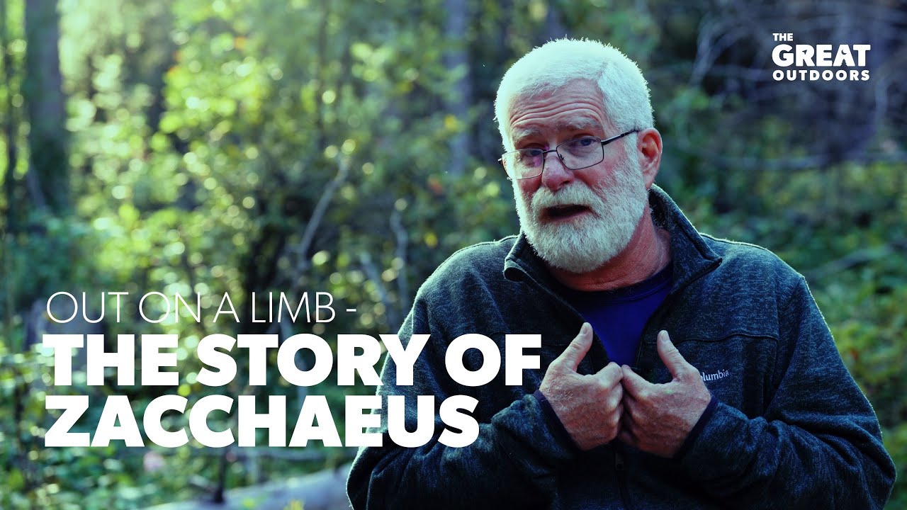 Out on a Limb — The Story of Zacchaeus