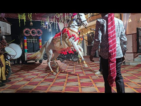 घोड़े का शानदार  dance // Horse Dance at wedding 