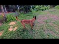 Perros en realidad virtual | Episodio #264