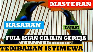 CUCAK CUNGKOK ISTIMEWA ~ FULL ISIAN CILILIN DAN GEREJA TARUNG ~ MASTERAN - ORANGE BELLIED LEAFBIRD