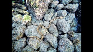 Pareja de Pez Carmelita (Myrichthys pardalis), en las aguas del mar de Canarias.