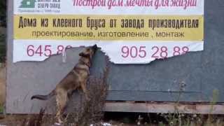 Собака уничтожает рекламный баннер(, 2015-09-25T12:34:11.000Z)