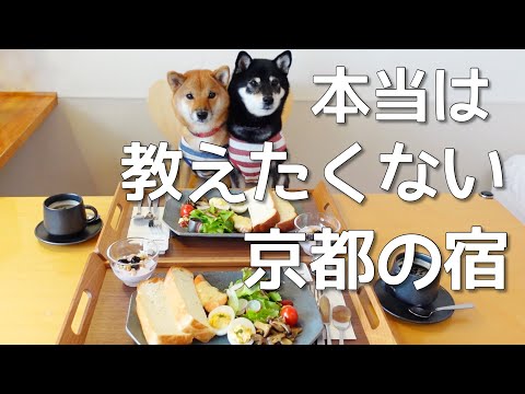 【犬と泊まれる京都の宿】5室限定の癒しの空間。ドッグランで大喜びの柴犬姉妹。