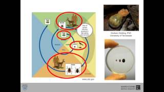 Bobbi Pritt, MD-Lyme Disease, Molecular Diagnostics, and Detection of New Causative Agents