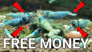 Breeding Shrimp For Profit Out Of Your Single Aquarium
