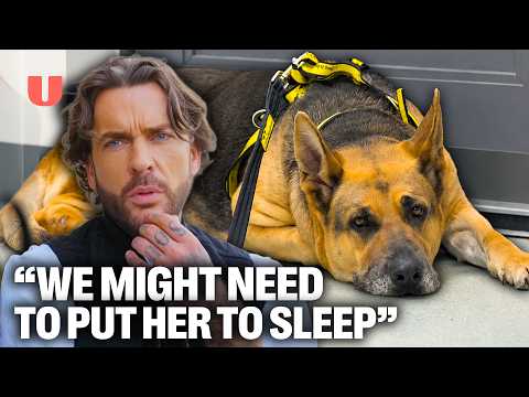This German Shepherd Has Everyone Concerned | Pete Wicks: For Dog's Sake