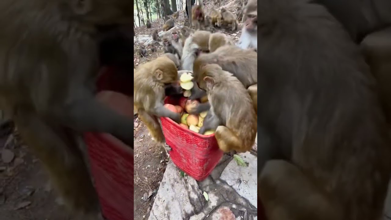 This video monkey competition to live