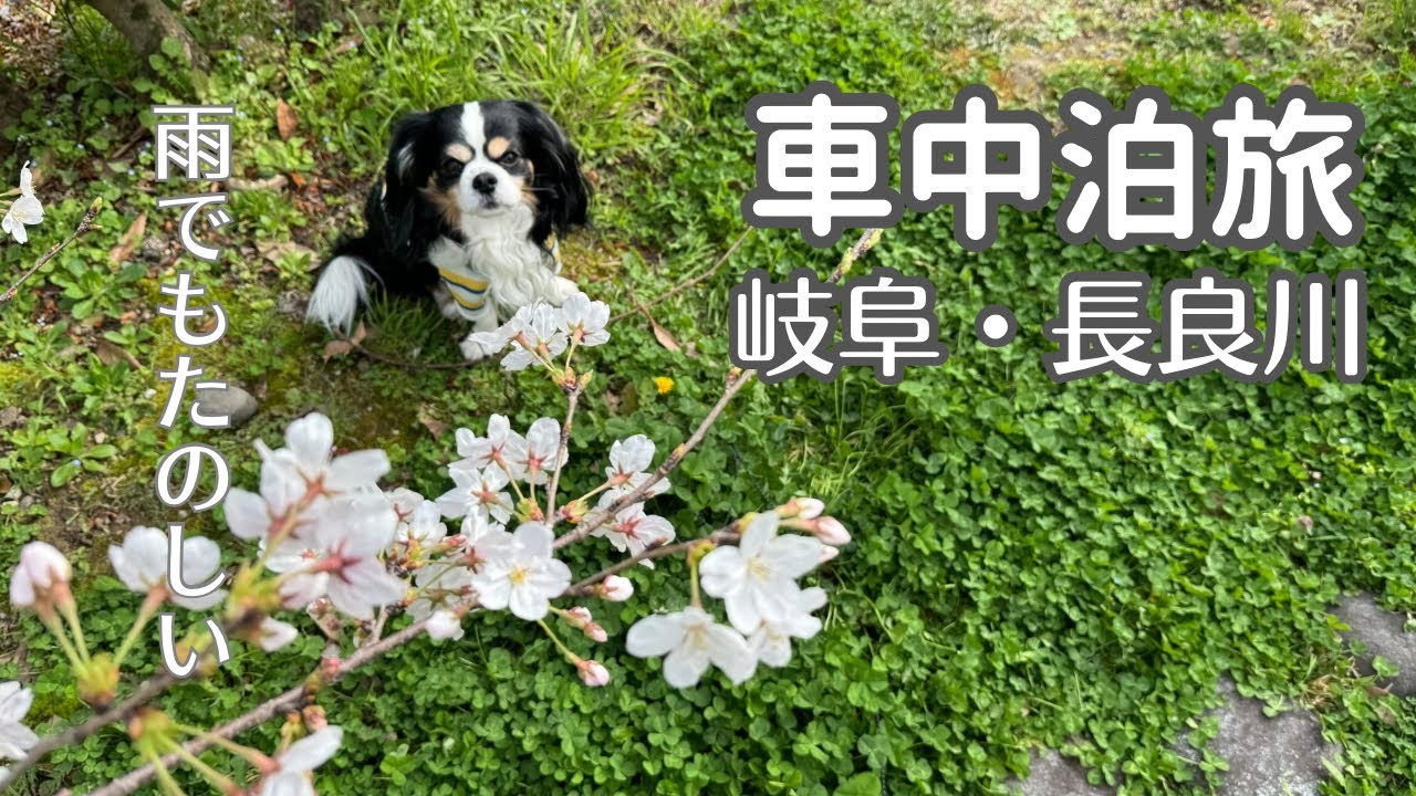 【犬と車中泊の旅】道の駅むげ川で車中泊したあとは、雨の長良川を満喫したよ。岐阜・長良川温泉 車中泊の旅 後編/溝旗神社/岐阜大仏/伊奈波神社/うかいミュージアム/ワンエンズ