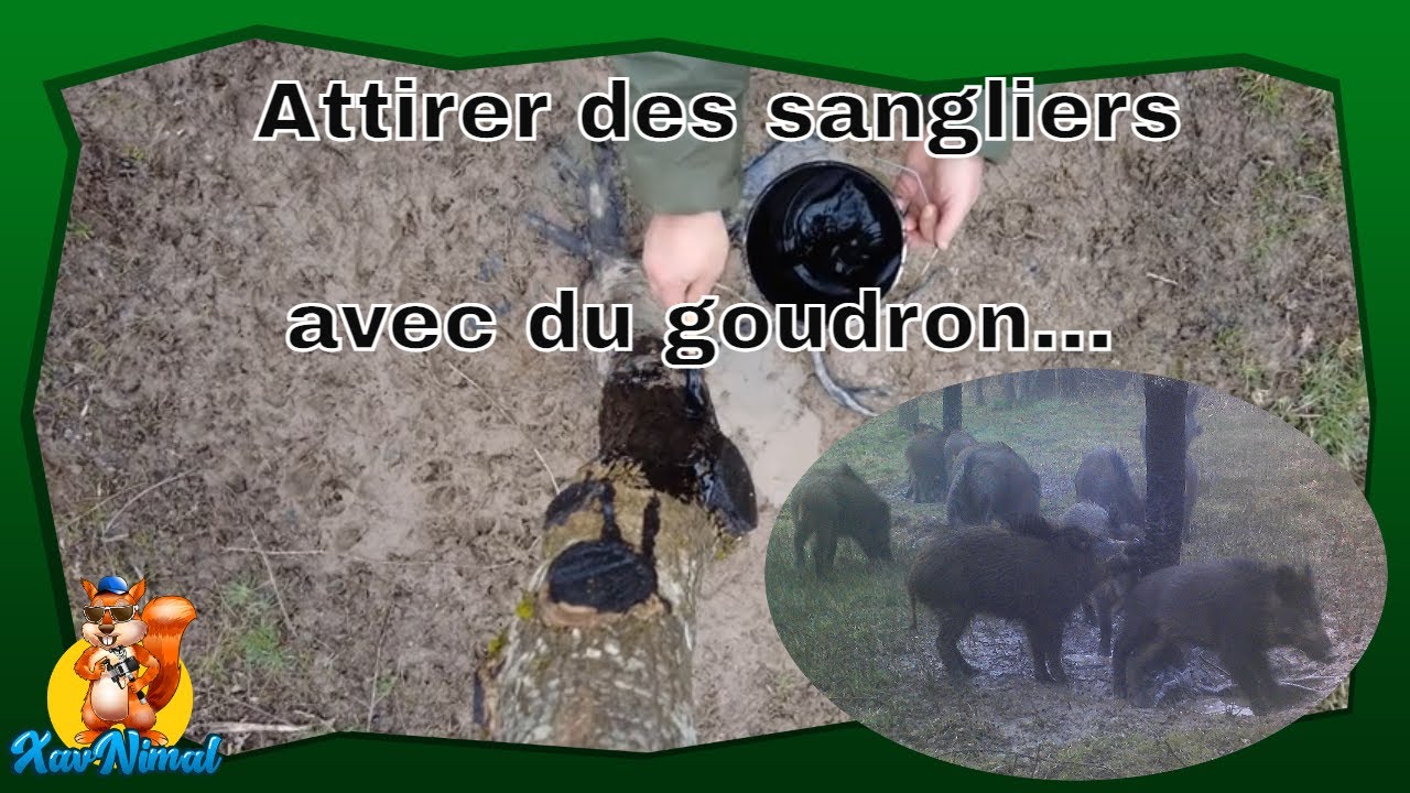 Comment attirer les sangliers ? Mise en place de goudron de Norvège