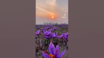 Saffron The Red Gold Of India Jammu Kashmir Unani Medicines Herbal Medicines Unani Bums 