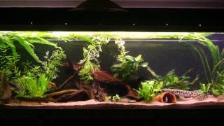 A little update on my 500 liter tank, with: tigerfish: 5 x datnioides
microlepis 1 undecimradiatus bichirs: 3 p.lapradei 2 p.senegalus p...