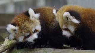赤ちゃんレッサーパンダ一般公開初日~Red Panda Baby