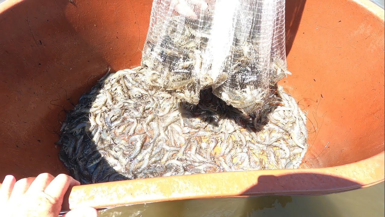 Encontramos mucho camarón  en el estero