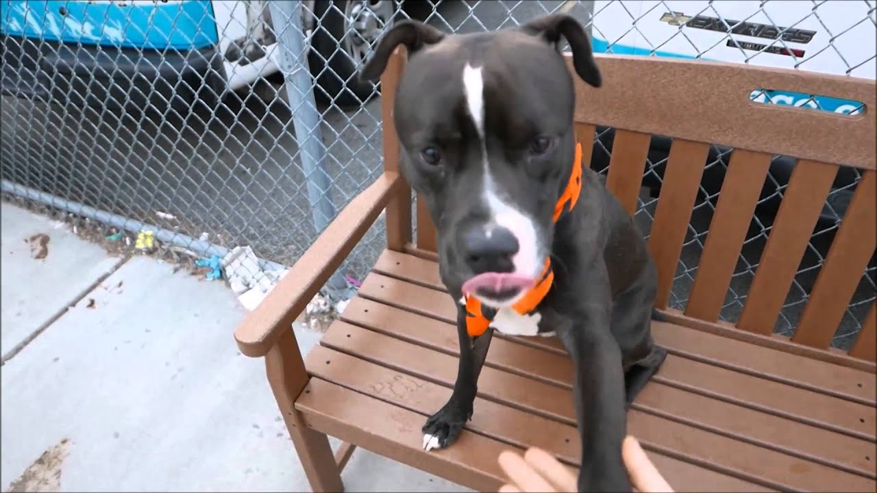 Brock - A1043886 - Brooklyn ACC camera iphone 8 plus apk