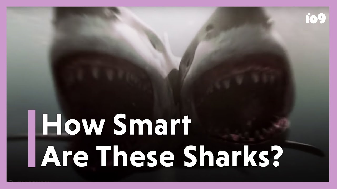 The Smartest Sharks in Movies, Ranked YouTube