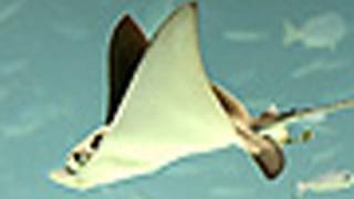 サンシャイン水族館がリニューアル＝池袋に「天空のオアシス」が誕生